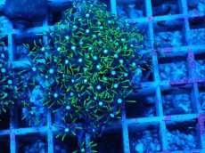 画像1: No.2 スターポリプ　グリーン (1)