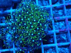 画像2: No.2 スターポリプ　グリーン (2)