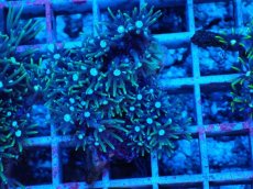 画像1: No.3 スターポリプ　グリーン (1)