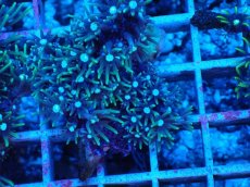 画像2: No.3 スターポリプ　グリーン (2)