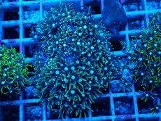 画像1: No.4 スターポリプ　グリーン (1)