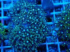 画像2: No.4 スターポリプ　グリーン (2)