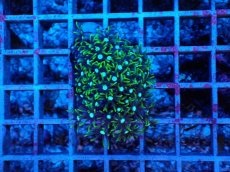 画像1: No.5 スターポリプ　グリーン (1)