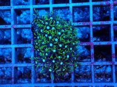 画像2: No.5 スターポリプ　グリーン (2)