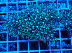 画像1: No.6 スターポリプ　グリーン (1)