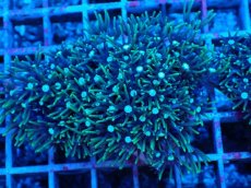 画像2: No.6 スターポリプ　グリーン (2)