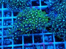 画像1: No.7 スターポリプ　グリーン (1)