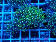 画像2: No.7 スターポリプ　グリーン (2)