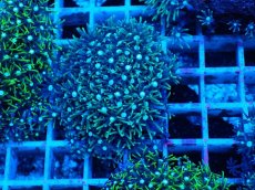 画像1: No.8 スターポリプ　グリーン (1)