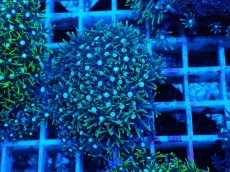 画像2: No.8 スターポリプ　グリーン (2)