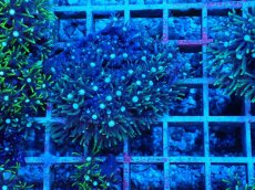 画像1: No.9 スターポリプ　グリーン (1)