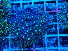 画像2: No.9 スターポリプ　グリーン (2)