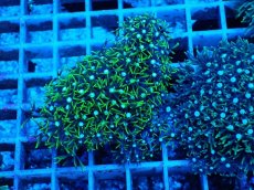 画像1: No.10 スターポリプ　グリーン (1)