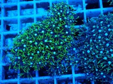 画像2: No.10 スターポリプ　グリーン (2)