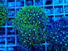 画像1: No.11 スターポリプ　グリーン (1)