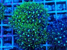 画像2: No.11 スターポリプ　グリーン (2)