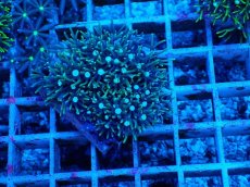 画像1: No.12 スターポリプ　グリーン (1)