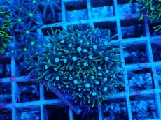 画像2: No.12 スターポリプ　グリーン (2)