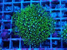 画像1: No.13 スターポリプ　グリーン (1)