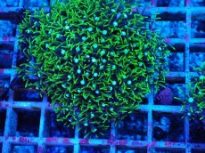 画像2: No.13 スターポリプ　グリーン (2)