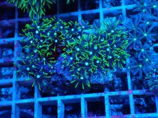 画像1: No.14 スターポリプ　グリーン (1)