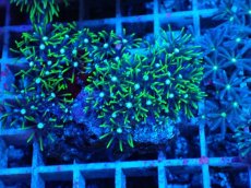 画像2: No.14 スターポリプ　グリーン (2)