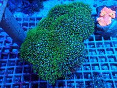 画像1: No.15 スターポリプ　グリーン (1)