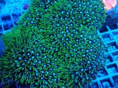 画像2: No.15 スターポリプ　グリーン (2)