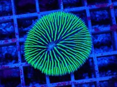 画像1: No.1 クサビライシsp (1)