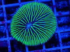 画像2: No.1 クサビライシsp (2)