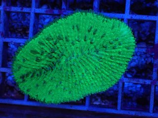 飾りサンゴ 5個セット MIX を買うならアクアスタイルユー 海水魚