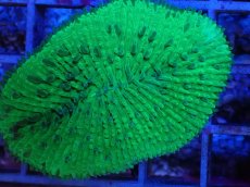 画像2: No.2 クサビライシsp (2)