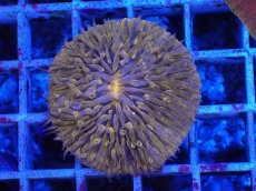 画像1: No.3 クサビライシsp (1)