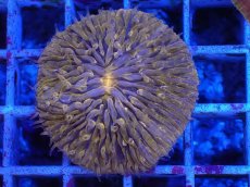 画像2: No.3 クサビライシsp (2)