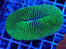 画像1: No.4 ゾウリイシ (1)