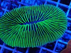 画像2: No.4 ゾウリイシ (2)