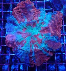 画像1: No.1 アザミハナガタサンゴ (1)