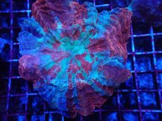 画像2: No.1 アザミハナガタサンゴ (2)