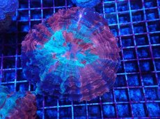 画像1: No.2 アザミハナガタサンゴ (1)