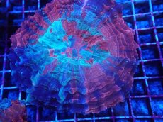 画像2: No.2 アザミハナガタサンゴ (2)