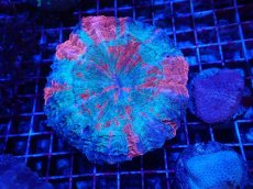 画像1: No.3 アザミハナガタサンゴ (1)