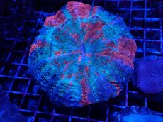 画像2: No.3 アザミハナガタサンゴ (2)