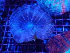 画像1: No.4 アザミハナガタサンゴ (1)