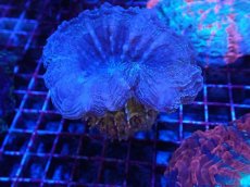 画像2: No.4 アザミハナガタサンゴ (2)