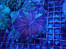 画像1: No.5 アザミハナガタサンゴ (1)