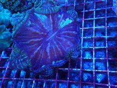 画像2: No.5 アザミハナガタサンゴ (2)