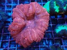 画像1: No.6 コハナガタサンゴ (1)