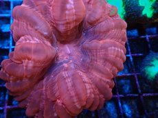 画像2: No.6 コハナガタサンゴ (2)