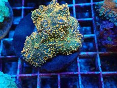 画像1: No.10 バブルディスクコーラル (1)