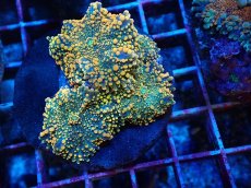 画像2: No.10 バブルディスクコーラル (2)